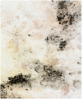 Mold (Biotoxin Illness – CIRS)  