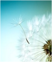 NAET® (Allergy Elimination Technique) 